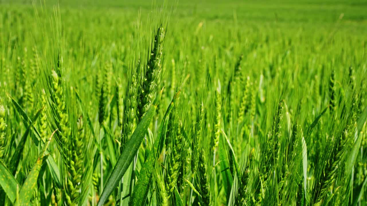 Close establishing of rye growing in soft daylight with vivid green tones and sharp leaf details