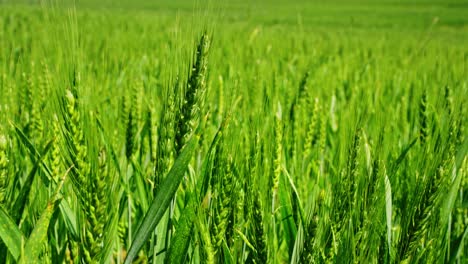 close establishing of rye growing in soft daylight with vivid green tones and sharp leaf details