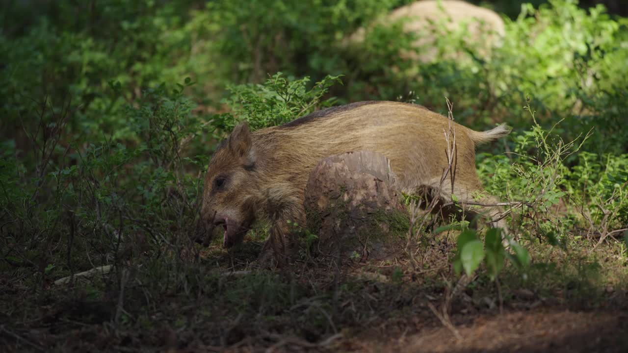 un grupo de jabalíes en el bosque de los países bajos