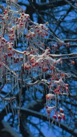 primer plano de bayas rojas vibrantes cubiertas de helada y hielo en las ramas de los árboles, con un cielo de invierno azul brillante en el fondo, capturando la belleza congelada de la naturaleza