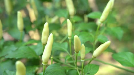 chili-frucht in verschiedenen farben auf dem baum