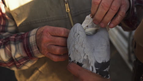 close up of two people's hands holding a pigeon and tying a hood over its head, one wears a vest and flannel shirt