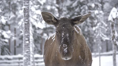 Schneebedeckter-Elch,-Der-Im-Schwedischen-Wald-Den-Schnee-Von-Seiner-Schnauze-Leckt---Mittlere-Nahaufnahme-In-Zeitlupe