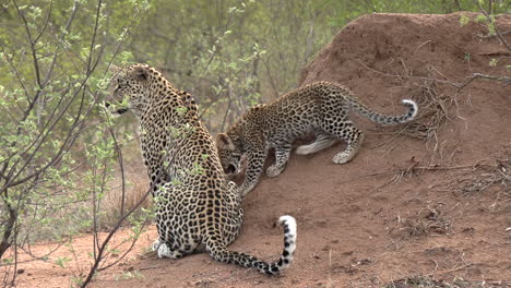 tiro de seguimiento siguiendo a un cachorro de leopardo mientras se acerca a su madre y caminan hacia la alta hierba africana