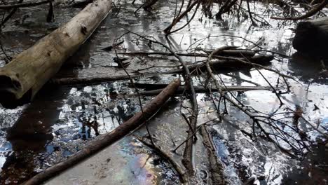 Natural-springs-at-Mount-Rainier-National-Park-on-the-Longmire-trail,-methane-bubbles,-carbon-dioxide,-sulfur-smell,-non-potable-water