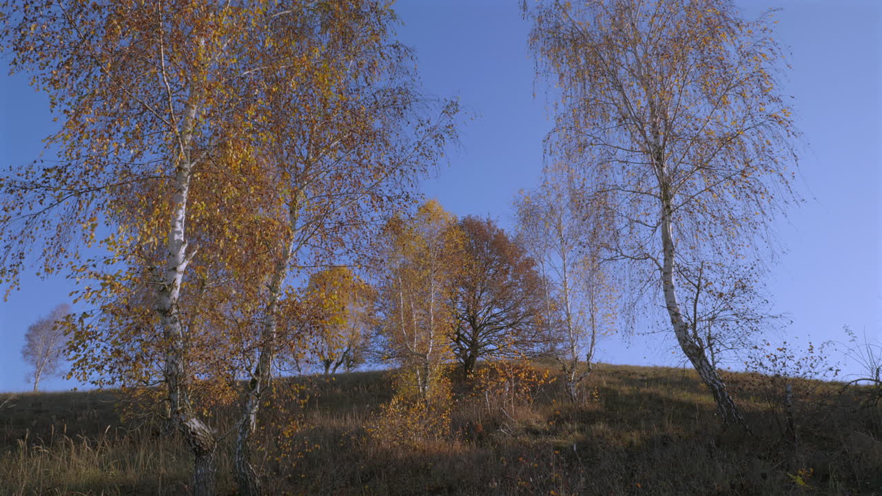 은 파란 하늘 아래에 건조한 풀이 있는 언덕에 있는 버드나무와 오크 나무와 함께 다채로운 가을 이미지