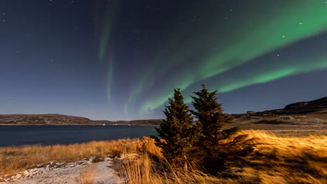 magical green aurora dancing on night sky above two pine trees