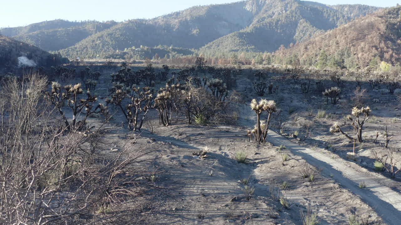 Aftermath of a Wildfire: Scorched Desert Landscape