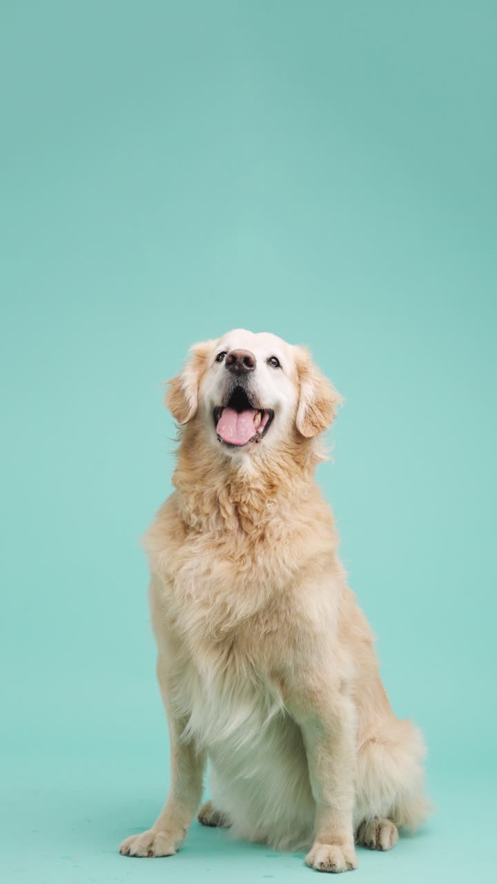 Golden Retriever Sitting on Turquoise Background