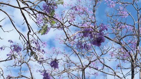 view of tree branches with flowers on blue background with clouds