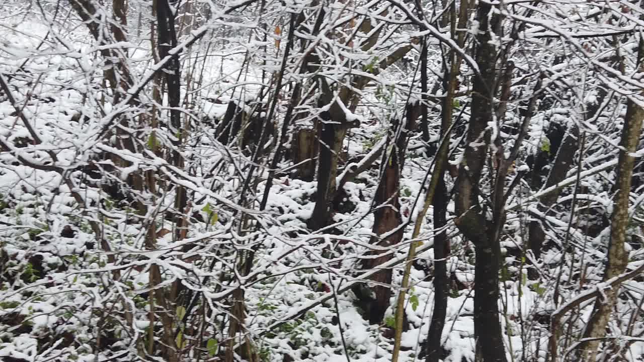 나뭇가지와 나뭇잎이 눈으로 뒤덮이는 것과 같은 고해상도 세부 사항으로 숲의 눈보라