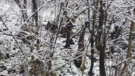 snowstorm in the forest, in high resolution details like branches and leaves getting covered in snow