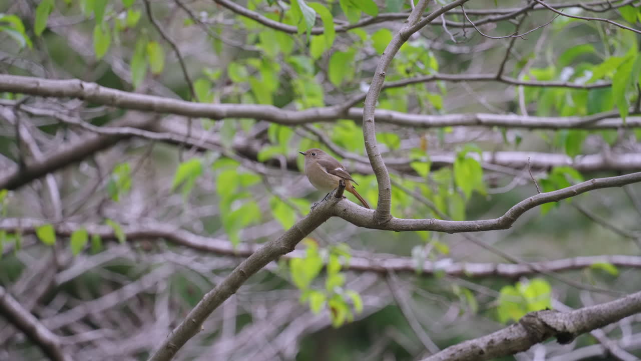 una toma fija de una colirroja dauriana hembra parada en una rama de árbol