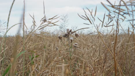 Blühende-Disteln-Inmitten-Eines-Reifen-Rapsfeldes