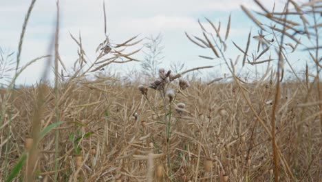 los cardos en flor en el medio de un campo de canola maduro