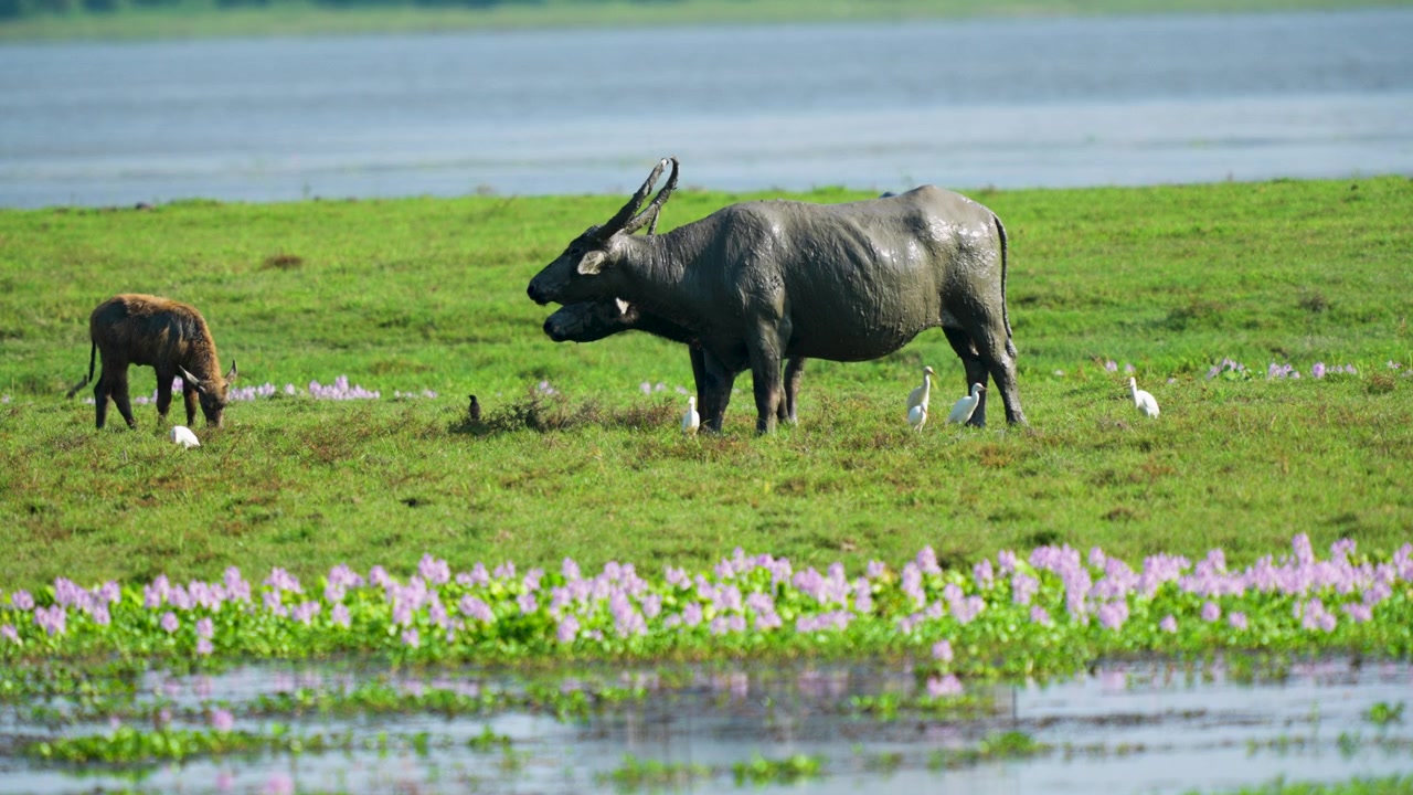 Un grand buffle d'eau et son veau paissent dans une prairie verdoyante luxuriante près d'une rivière en Inde, entourés d'aigrettes blanches et de fleurs sauvages violettes.
