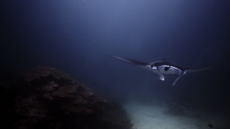 manta raya en una estación de limpieza de arrecifes de coral