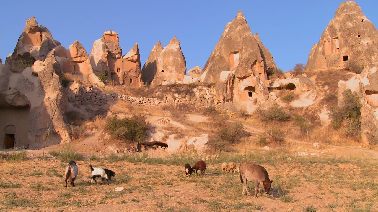 las vacas pastan frente a extrañas formaciones geológicas en cappadocia turquía 1