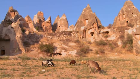 在卡帕多西亞 (cappadocia) 的一個奇怪的地質結構前面放牧的牛