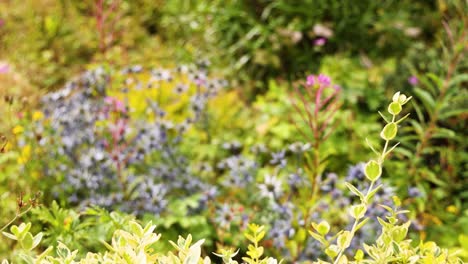 close-up of plants with a blurred background