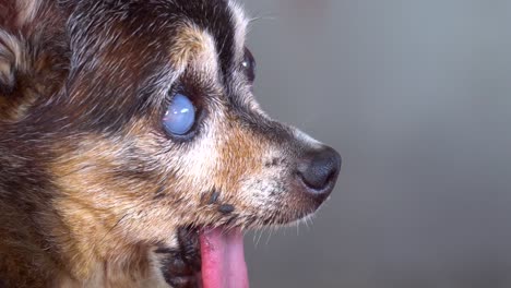 Thailand-slow-motion-old-and-ugly-chihuahua-dog