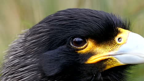 a bird called striated caracara with black feather