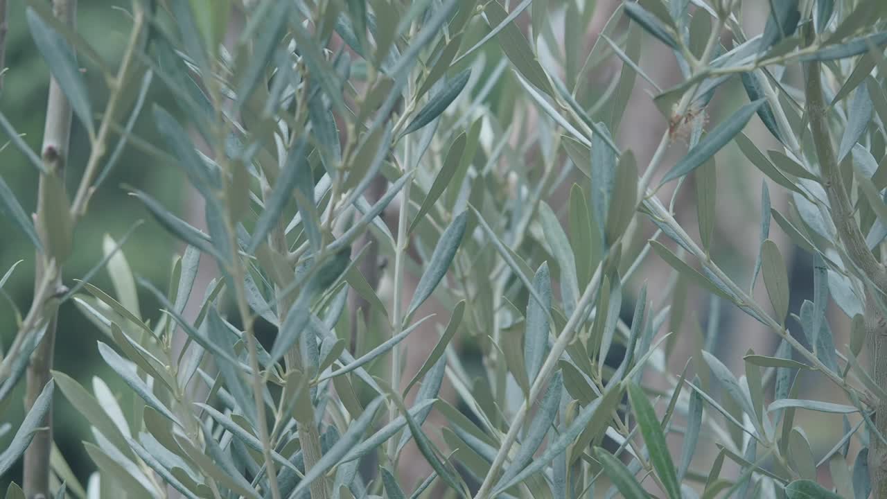 Olive Tree Leaves