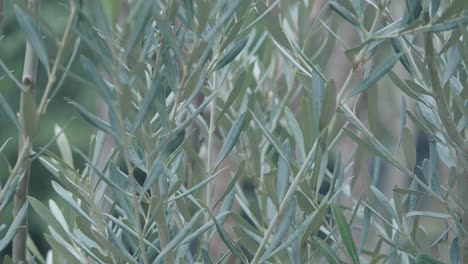 olive tree leaves