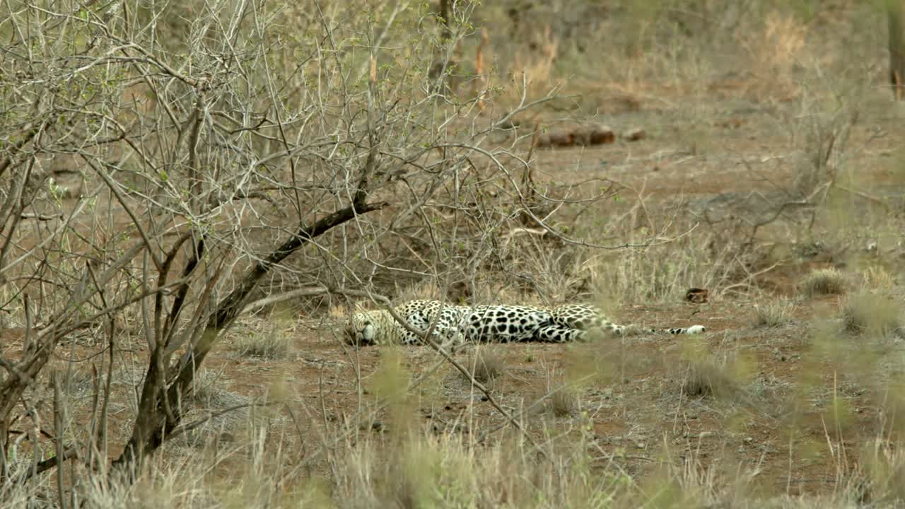 케냐의 tsavo 보존 지역에서 덤불에 누워 편안한 표범