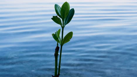 close up of single mangrove plant with green leaves growing along shoreline of saltwater wetlands on remote tropical island