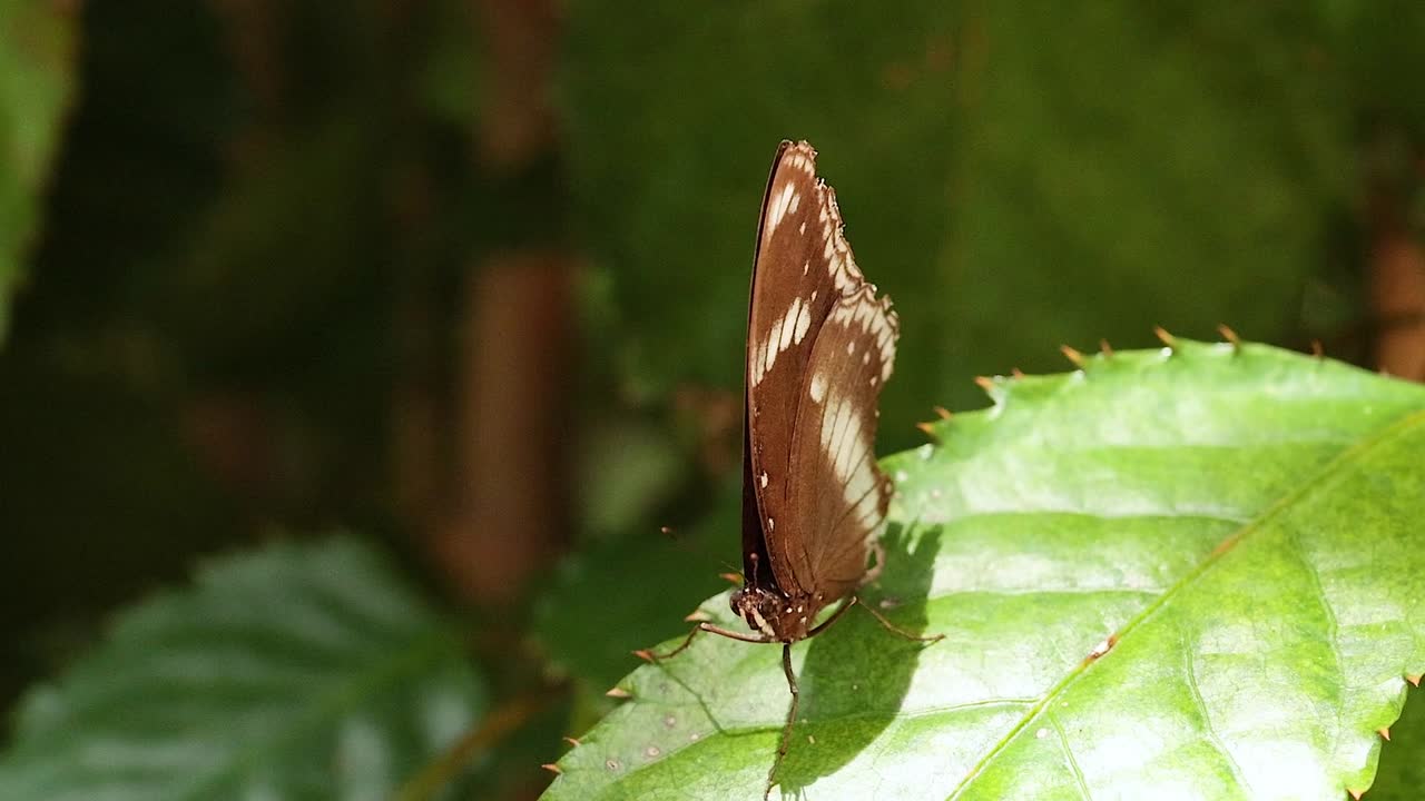 A brown butterfly with white markings rests on a sunlit green leaf, showcasing its delicate wings.