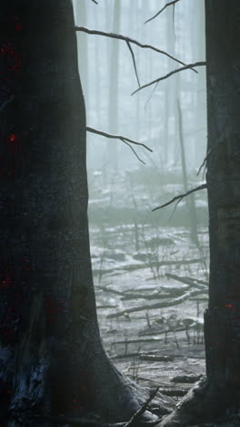 aftermath of a devastating forest fire
