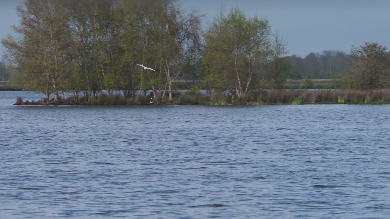 넓은 강 하천 위 에서 날아다니며 날아다니는 유라시아 스 ⁇ 빌 새