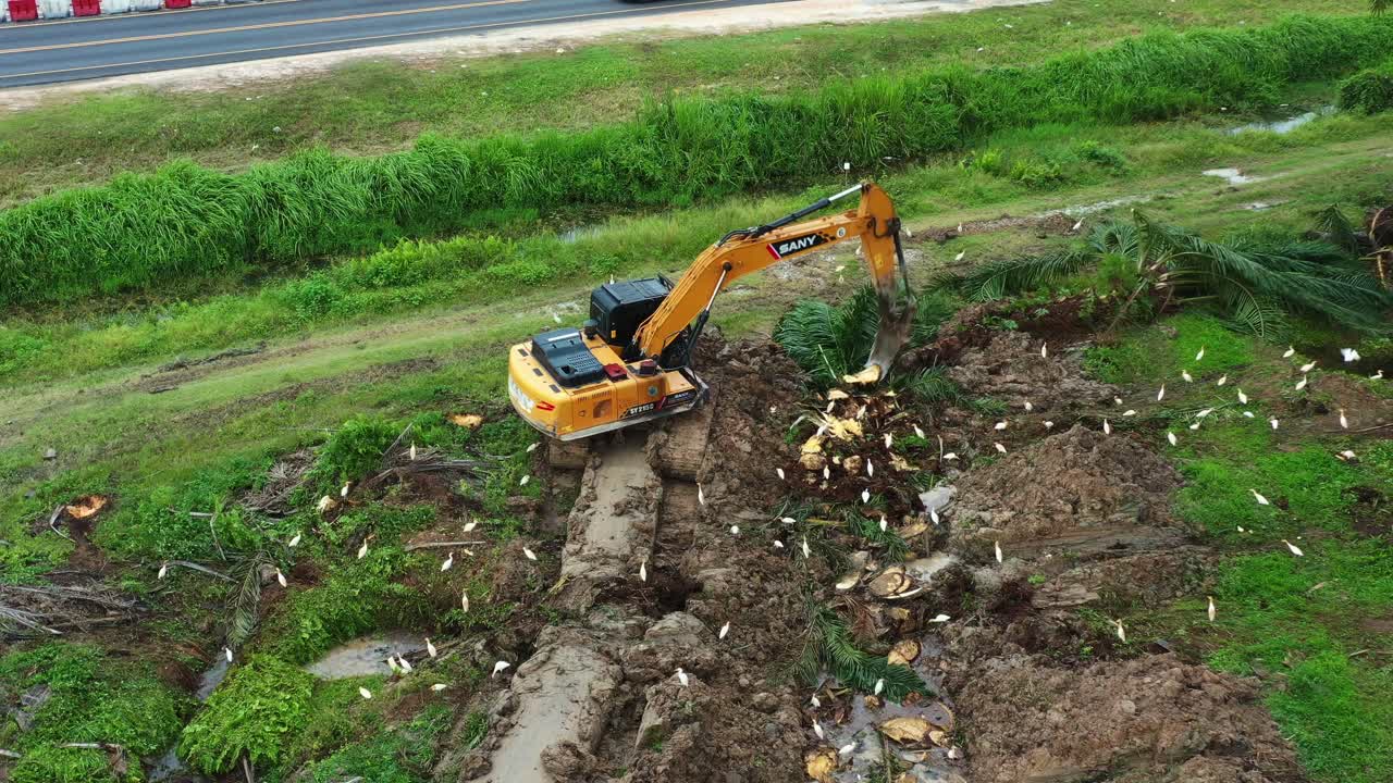 vista aérea que captura una excavadora destructiva cortando el tronco de un árbol de una palma aceitera, borrando la vegetación sobre el suelo, replantando para maximizar el rendimiento de la productividad para satisfacer la demanda global