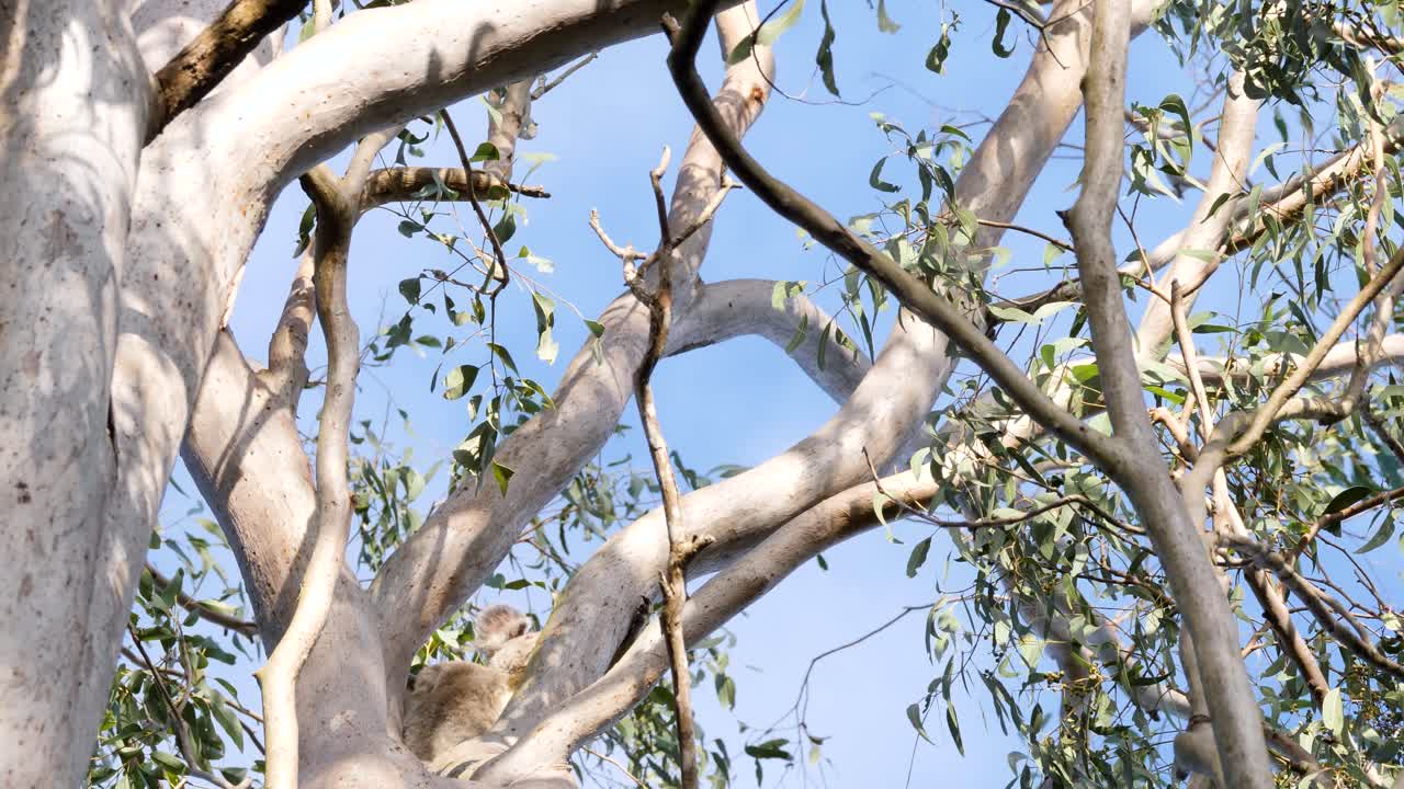 A native Australian Koala Bear climbing along a branch of an Eucalyptus Gum tree