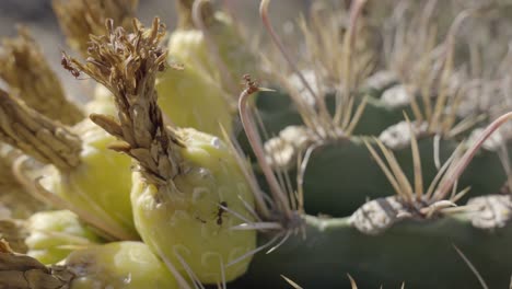 cortadora de hojas sonoran y hormiga rover oscura en fruta de cactus de barril de anzuelo, primer plano