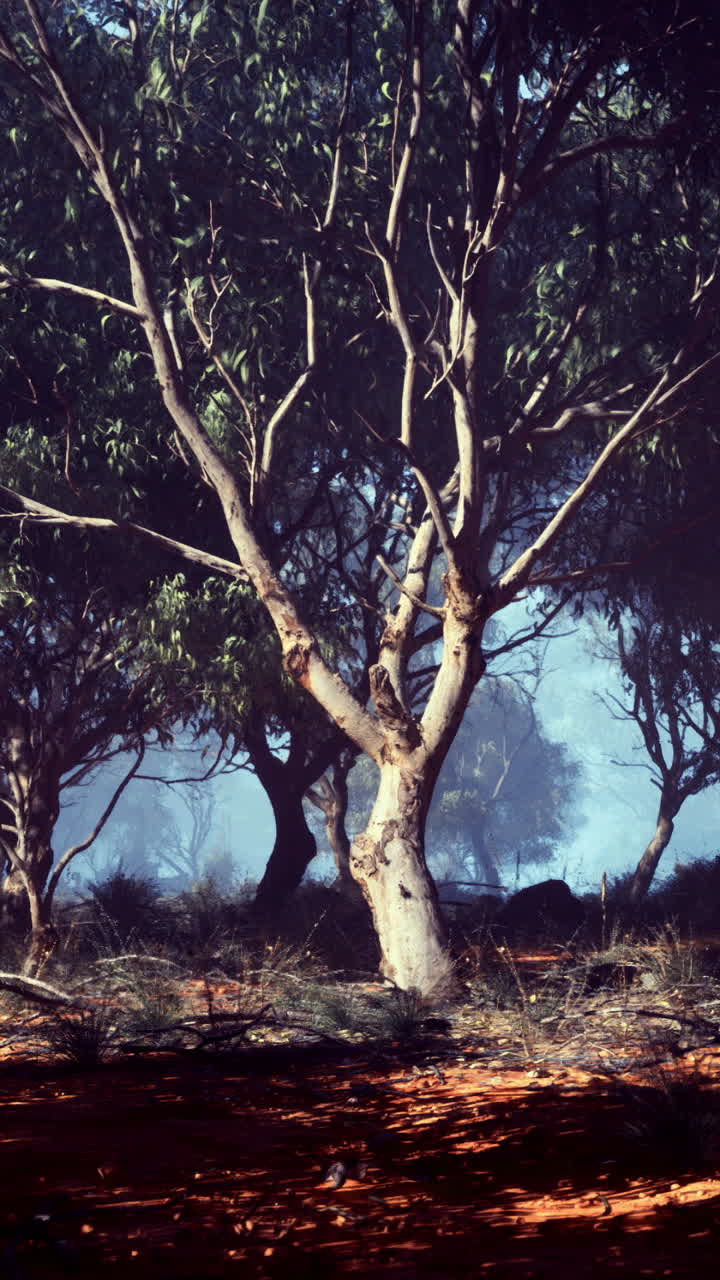 Unique eucalyptus trees in an australian forest during the early morning light