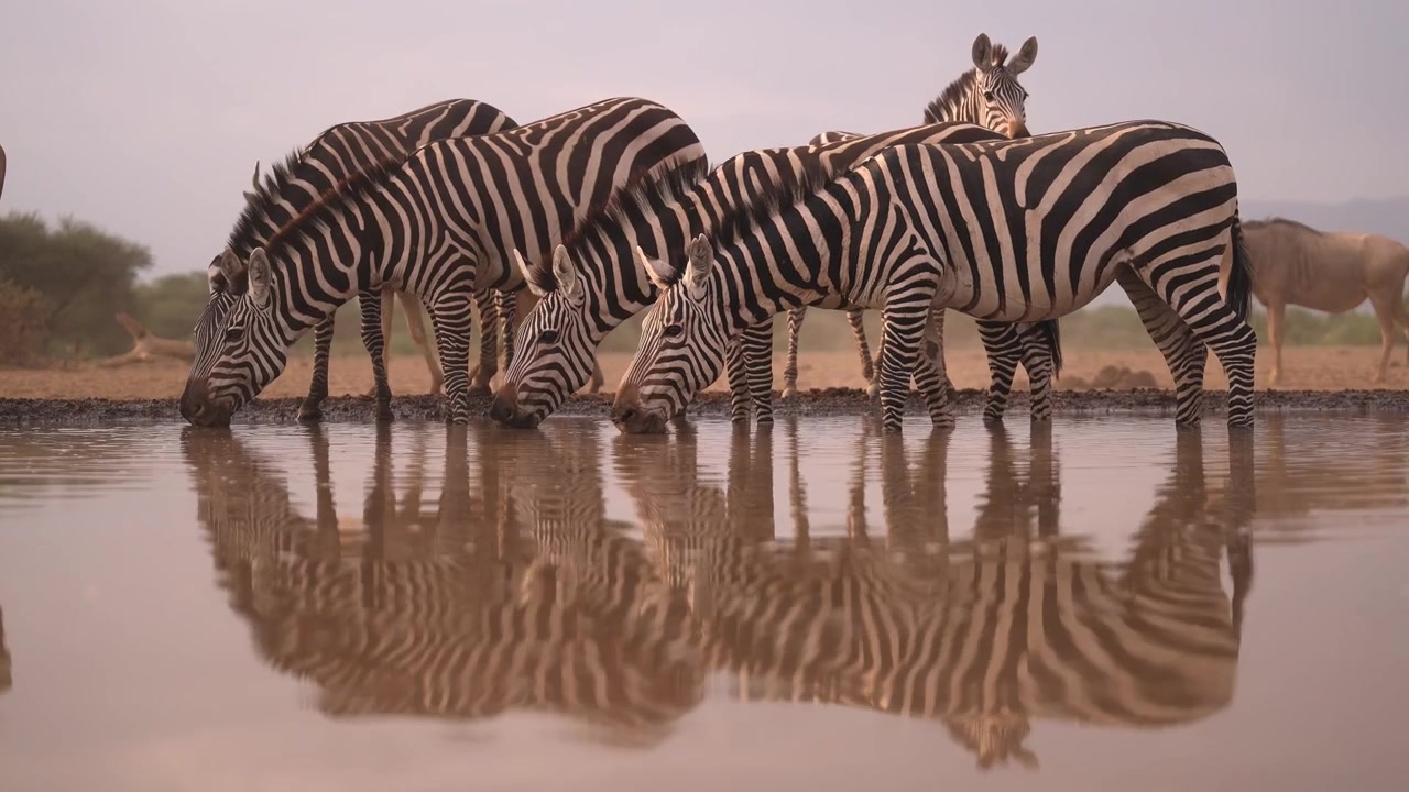 Zebraflok drikker vand ved et vandhul, afrikanske safaridyr i naturen i deres naturlige habitat ved et vandhul, lavvinkeloptagelse