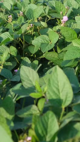 large soybean plantation fields green plants organic natural agriculture large soybean plantation fields green plants organic natural agriculture
