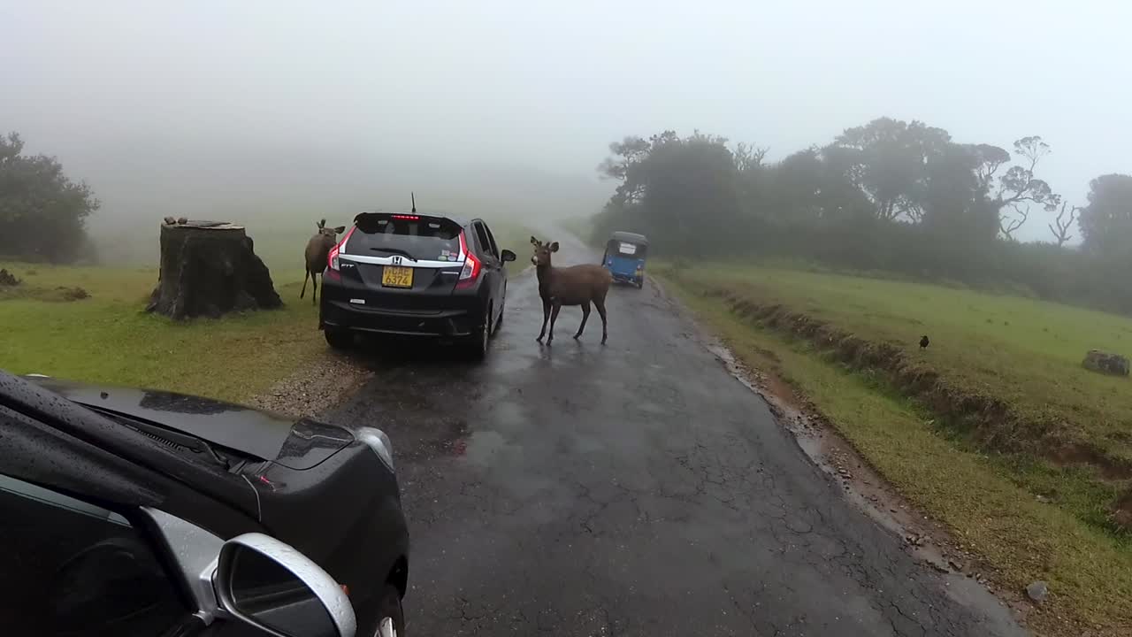 Getting out of the car to feed Sri Lankan Sambar deer in Horton plains misty Road slow-mo clip.