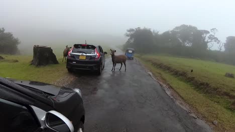 getting out of the car to feed sri lankan sambar deer in horton plains misty road slow-mo clip.