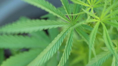 agricultura de marihuana en fincas al aire libre