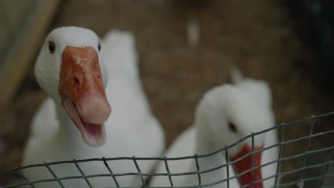 white pekin ducks quacking inside a wired-fence pen in coaticook rural farm in quebec, canada - high-angle shot, slow motion