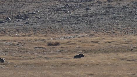 Himalaya-Braunbär-Mit-Jungen-Grasen-Im-Deosai-Nationalpark