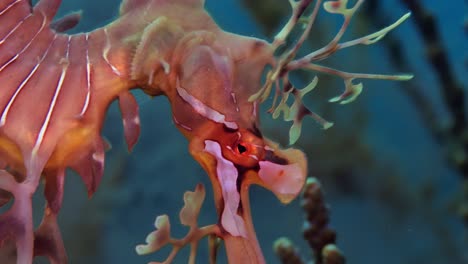 leafy sea dragon with eggs 4k slow motion south australia