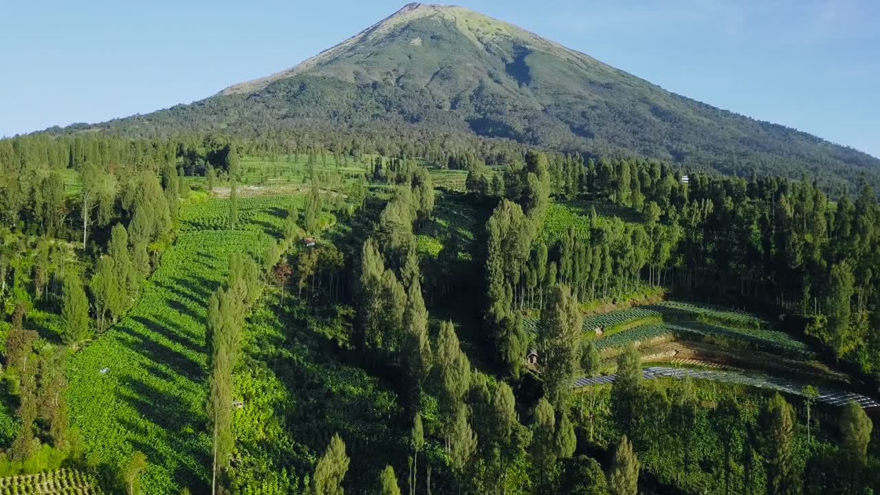 aerial shot tobbaco plantation on the slope of sindoro mountain in Temanggung, central java, Indonesia