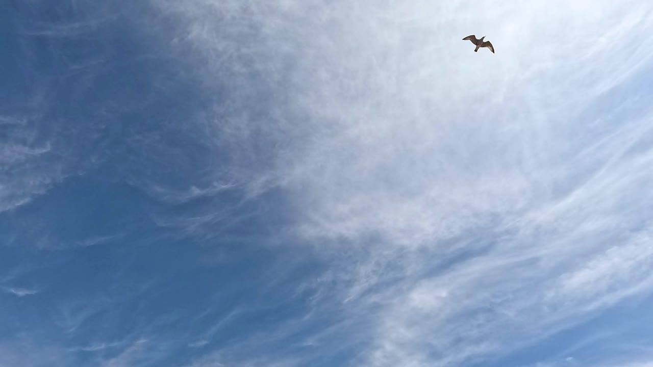 Seagulls soaring in the sky over Brighton Pier