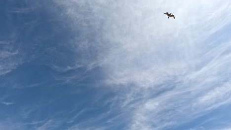 seagulls soaring in the sky over brighton pier