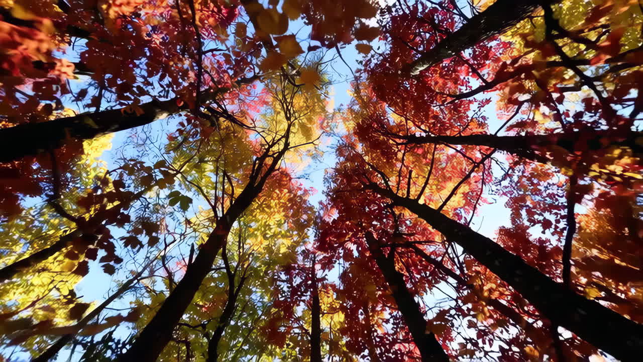 숲 속 의 가을 잎자루