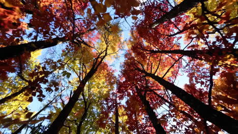 el follaje de otoño en un bosque